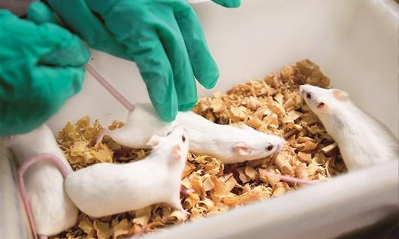 关于延期举办中国实验动物学会第十六届年会的通知